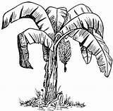 Pohon Pisang Mewarnai Hitam Putih Outline Clipart Kartun Sketsa Animasi Clipartmag Minion sketch template