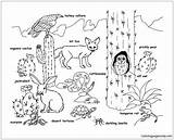 Desert Animals Pages Coloring Online Printable Color Coloringpagesonly sketch template