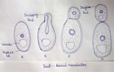 define asexual reproduction name the different types of asexual