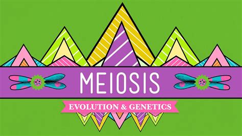 Meiosis Where The Sex Starts Crash Course Biology 13