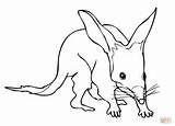 Bilby Coloring Pages Printable Greater Online Color Realistic Drawing Supercoloring Version Click Bilbies Drawings Designlooter Tablets Compatible Ipad Android Dot sketch template