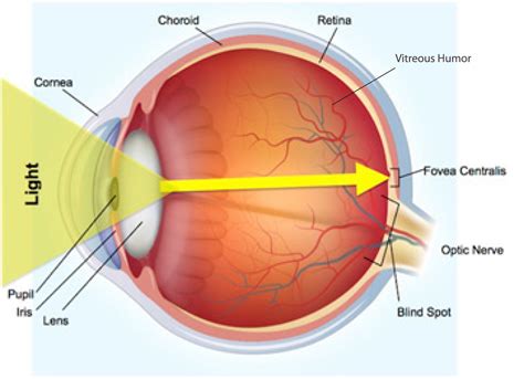 structure   eye novavision sight science