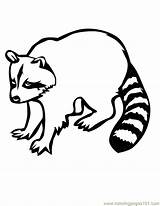 Raccoon Raccoons Racoon Getdrawings Coloringpages101 Wasbeer sketch template