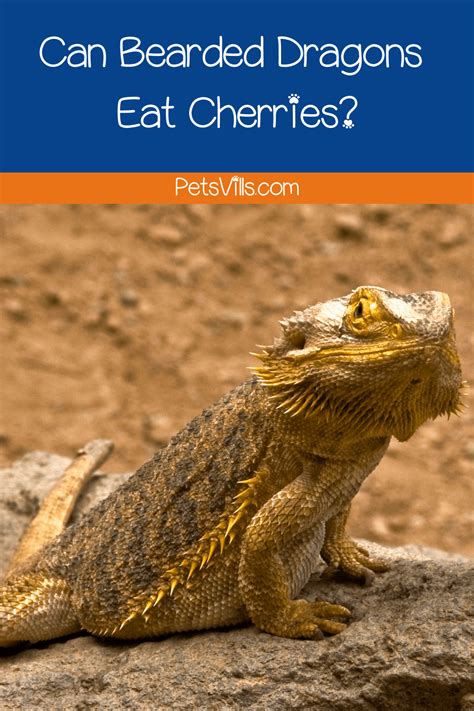 bearded dragons eat cherries    complete guide