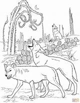 Coyotes Colorear Howling Desierto Aullando sketch template