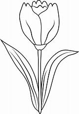 Tulip Flower Clip Outline Drawing Clipart Coloring Tulips Pages Transparent Template Collection Drawings Clipartix Cliparts sketch template