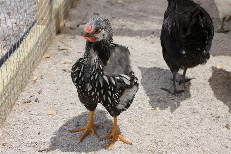 6 week old silver laced wyandotte roo or hen