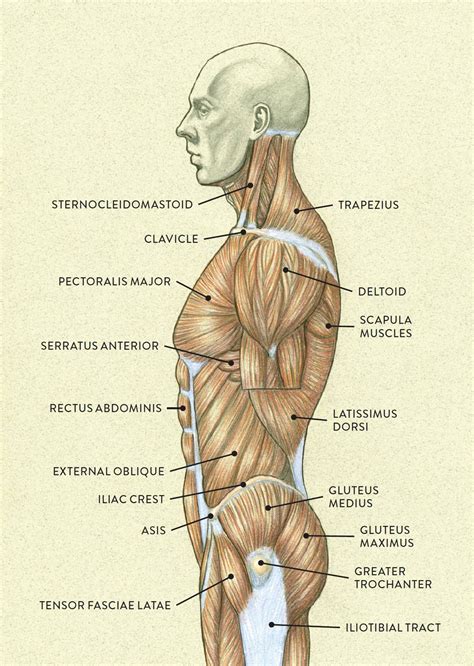 muscles   neck  torso classic human anatomy  motion