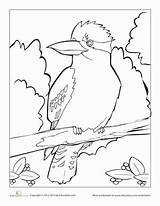 Kookaburra Coloring 388px 1kb sketch template