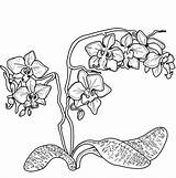 Orchid Coloring Pages Printable Popular Supercoloring Categories sketch template