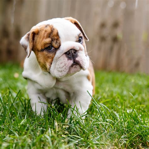barbara obrien photography news english bulldog pups notice   giving   stink eye