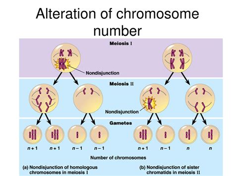 ppt chromosomal abnormalities errors of meiosis powerpoint