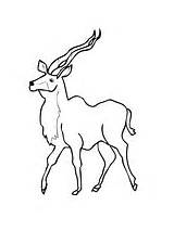 Kudu Coloring Antelope Woodland African Supercoloring Pages Categories Printable sketch template
