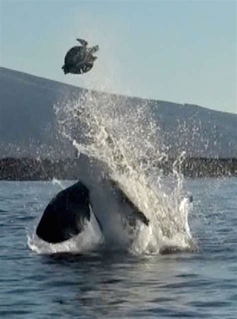 Incredible Moment Unlucky Turtle Tossed Into The Air By Killer Whale