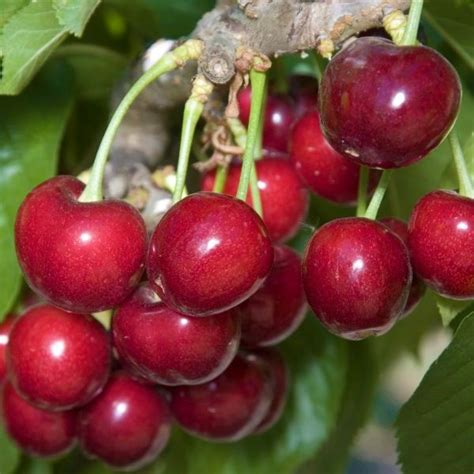 Sweetheart Cherry Tree Buy At Nature Hills Nursery