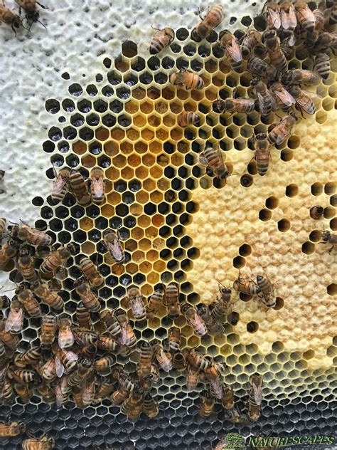 honey bees  pennsylvania naturescapes
