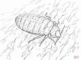 Bug Potato Coloring Template Pages Bed sketch template