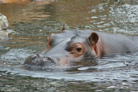 marco alpha fotografie safaripark beekse bergen