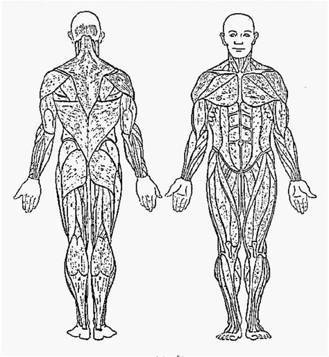 anatomy coloring pages clip art library