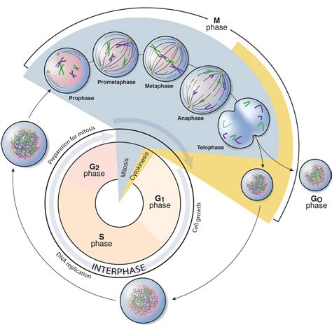phases   cell cycle battista illustration