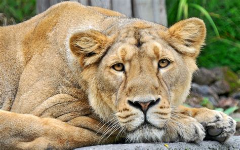 photo lioness  closeup animal cat closeup