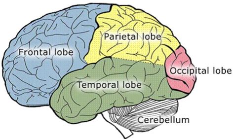 lobes   brain structures positions  functions
