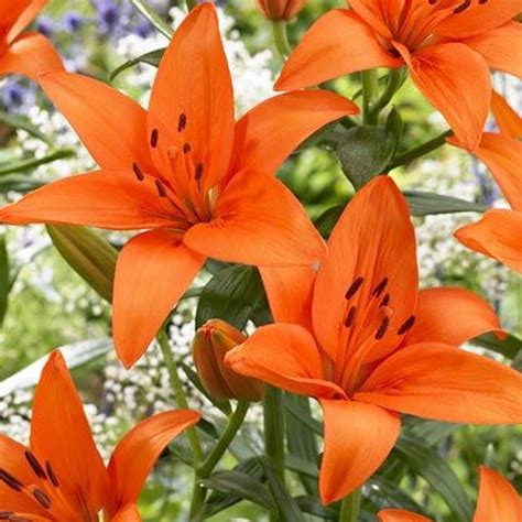 orange tiger lily x 5 stems flowersandservices®