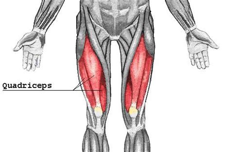 quad muscle diagram