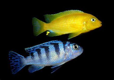 Pictures Of Male And Female Cichlids Coloring Wall
