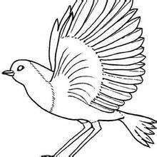 robin coloring page coloring page animal coloring pages bird