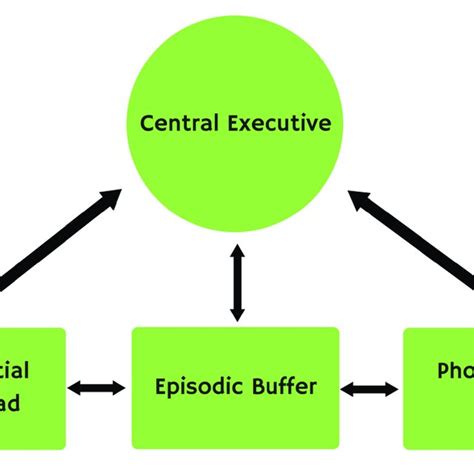 neuroanatomical neurophysiological  psychological basis  memory current models