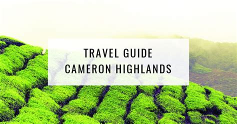 things to do in cameron highlands food for thought
