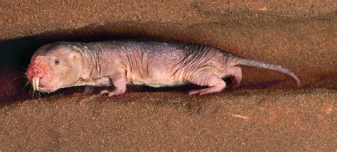 mole rats may hold key to human longevity