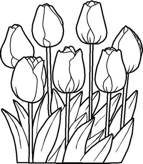beautiful tulip flower coloring page kids play color