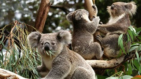 Australien Koalas Haben Ein Chlamydienproblem