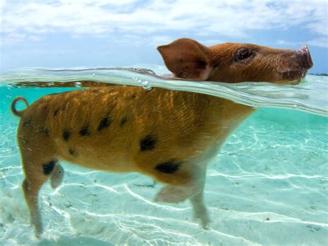 pigs swim  bahamian adventure conde nast traveler