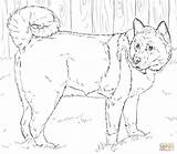 Akita Shiba Inu Breed Puppies sketch template