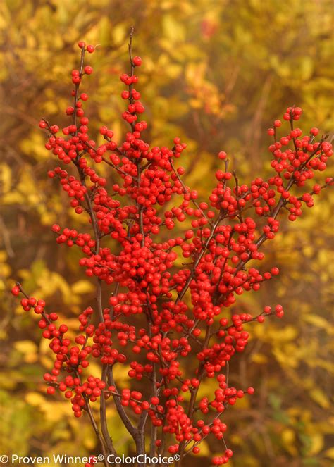 ilex verticillata berry heavy female winterberry holly maple hill