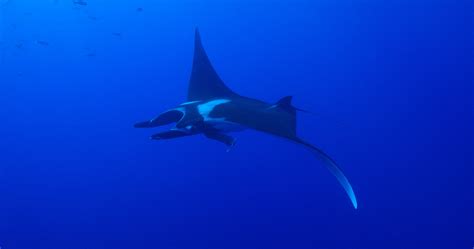 manta rays  microplastics mission blue