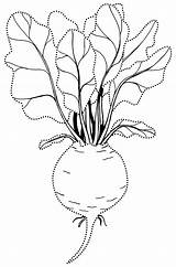 Beet Coloring Pages Colorkid Classic Vegetables sketch template