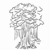 Redwood sketch template