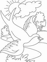 Uccelli Swallows Pajaro Designlooter sketch template