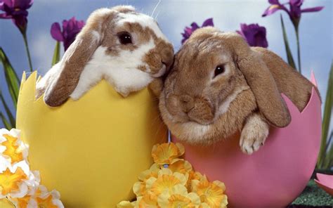 bunny bunny rabbits wallpaper  fanpop