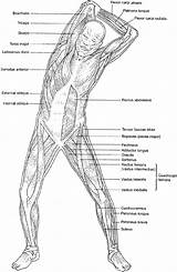 Anatomy Coloring Pages Human Muscles Diagram Book System 79kb 1024 Muscular Choose Board sketch template