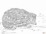 Hedgehog Realistic Pages Coloring Template sketch template