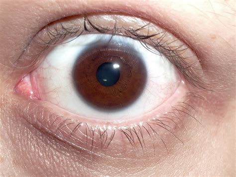 filebrown human eyejpg wikimedia commons