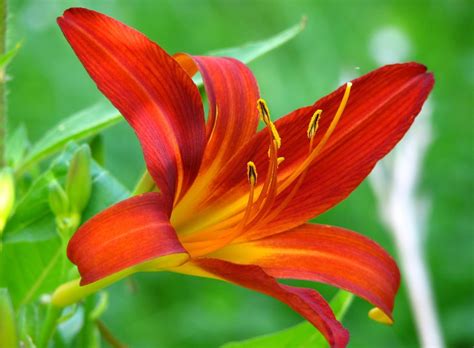 Lily Meaning And Symbolism Of The Lily On Whats Your Sign