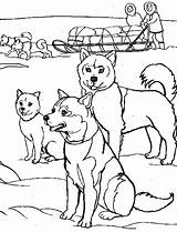Coloring Pages Alaska Rush Gold Dogs Alaskan Malamute Dog Printable Color Book Comments Getcolorings sketch template