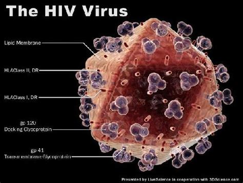 medical pictures info hiv cell