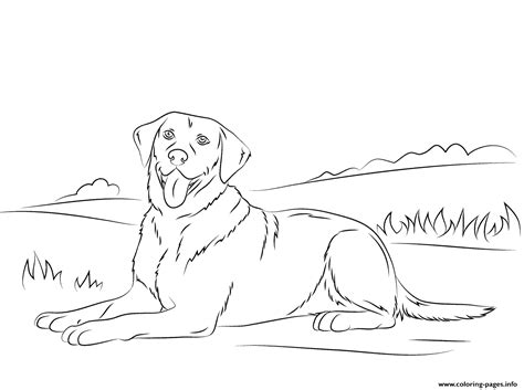labrador retriever cute dog coloring page printable